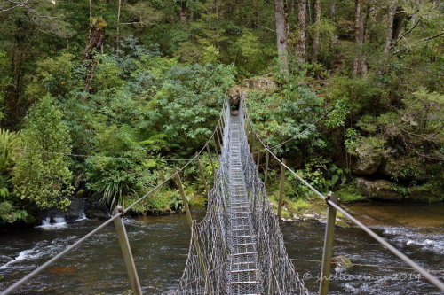 Catlins River and Wisp Loop Track